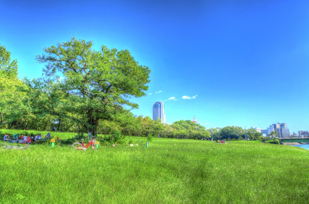 ポプラの木の下で！