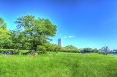 ポプラの木の下で！