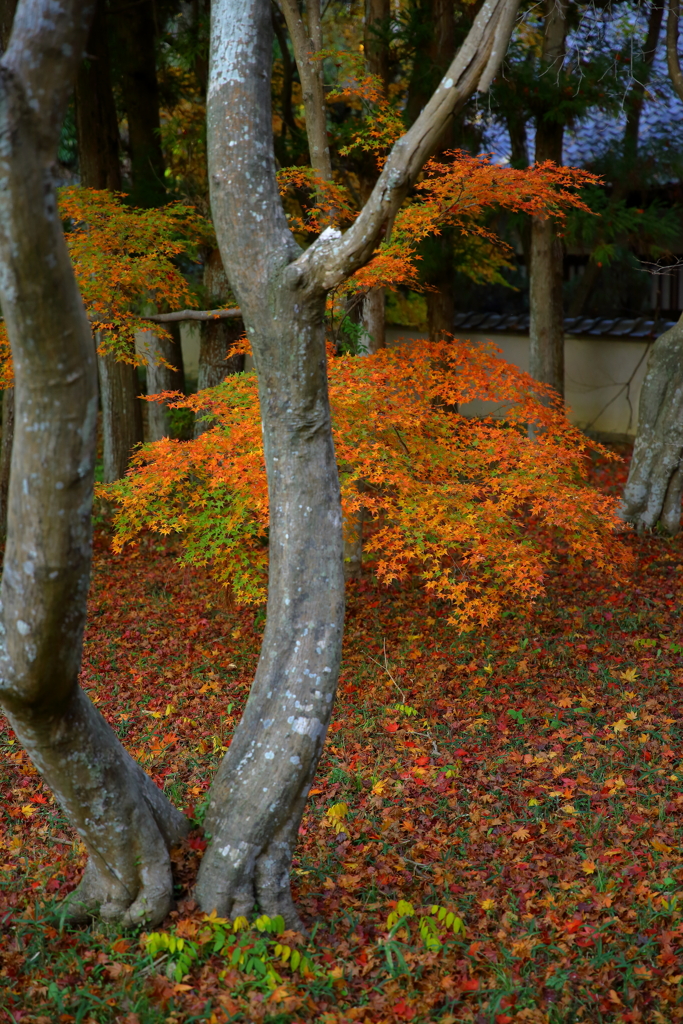 宝福寺