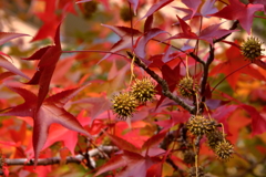モミジバフウ（紅葉葉楓)の実