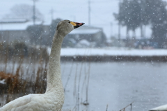 名残雪