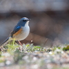 青い鳥