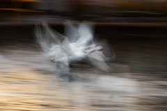 白鳥2025シーズン５５