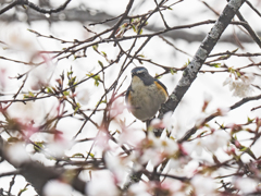 青い鳥とボケすぎた桜(･_･;