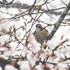 青い鳥とボケすぎた桜(･_･;
