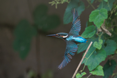 青い鳥69