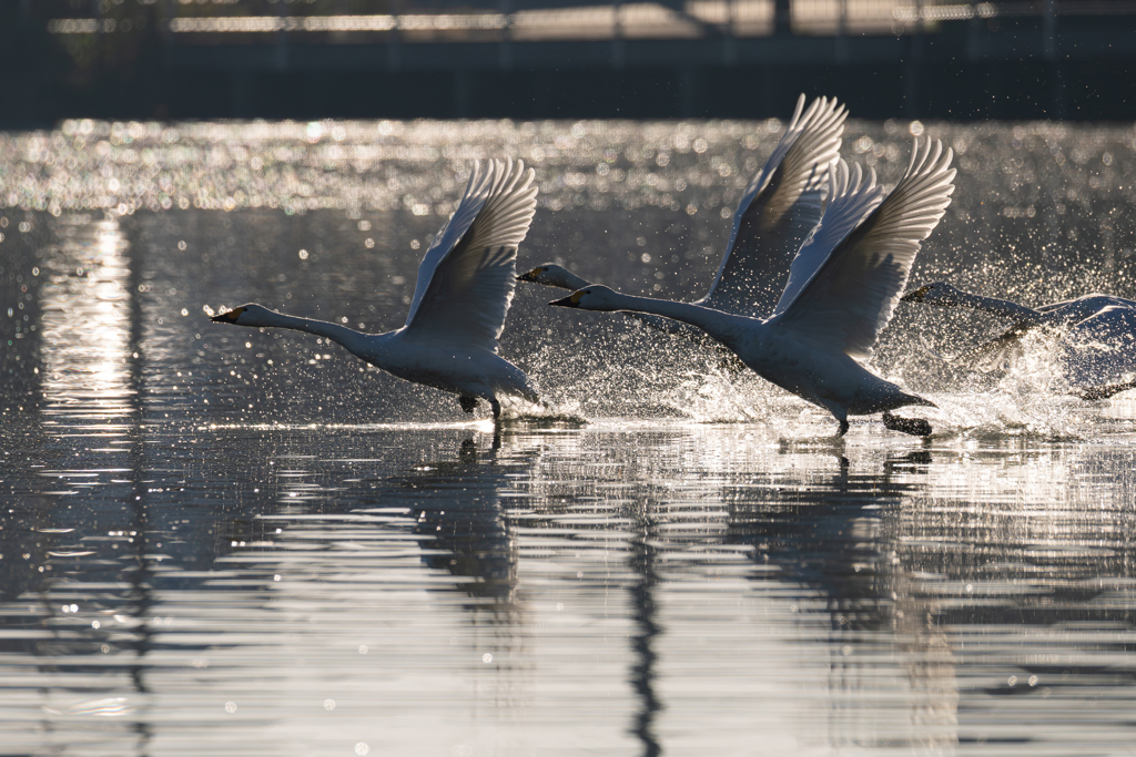 白鳥2025シーズン２２