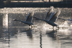 白鳥2025シーズン２２