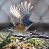 青い鳥