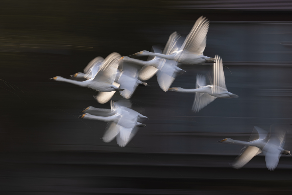 白鳥2025シーズン４０