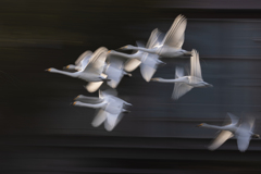 白鳥2025シーズン４０