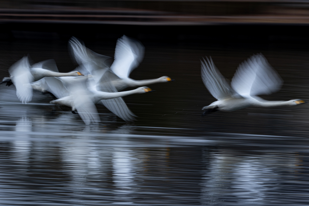 白鳥2025シーズン３６