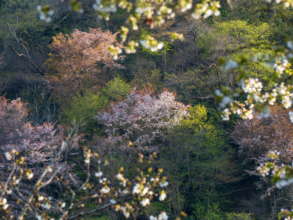 名も無い桜　十二