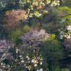 名も無い桜　十二