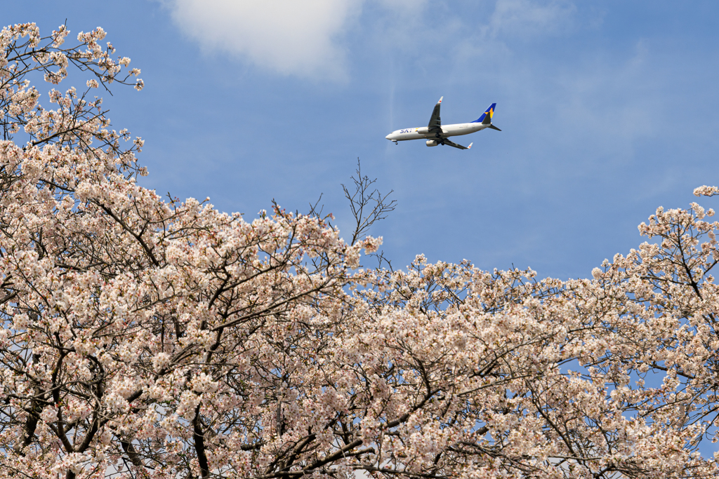 名も無い桜　十
