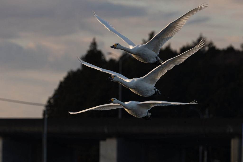 白鳥2025シーズン５８