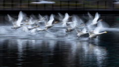 白鳥2025シーズン３９