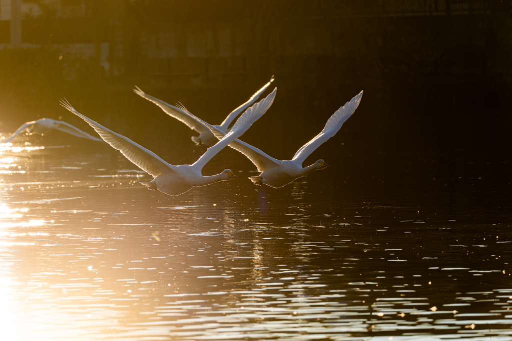 白鳥2025シーズン３２