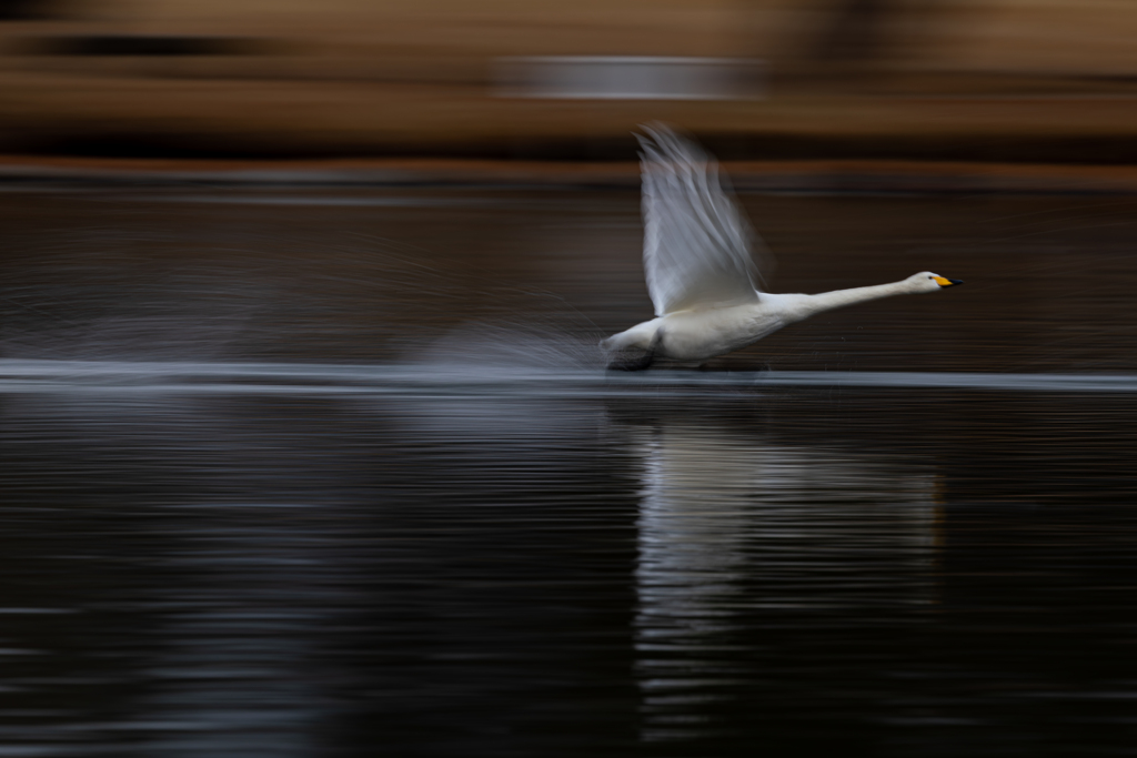 白鳥2025シーズン３４