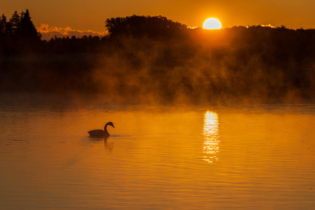 白鳥2025シーズン２７