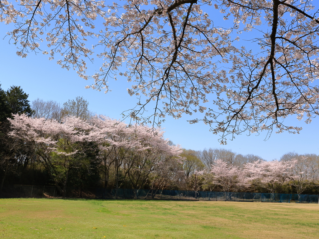 名も無い桜　五