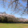 名も無い桜　五