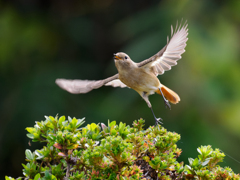 ジョウビタキちゃん