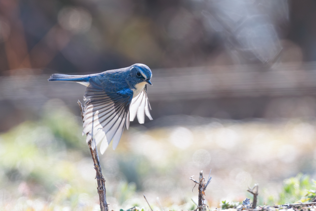 青い鳥