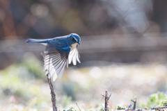 青い鳥