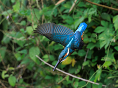青い鳥