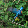 青い鳥