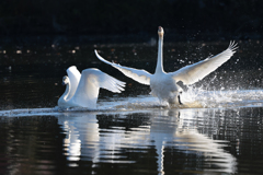 白鳥2025シーズン２１