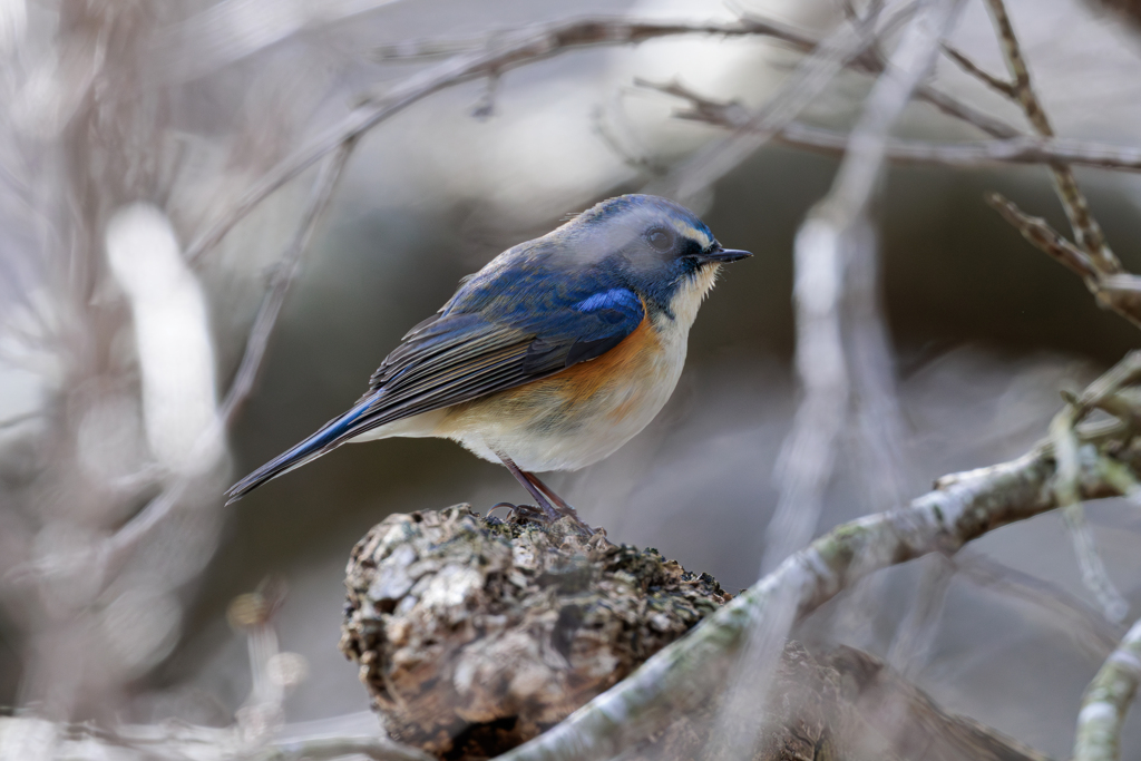 青い鳥