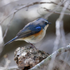 青い鳥