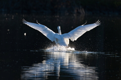 白鳥2025シーズン９