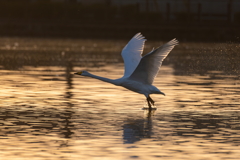 白鳥2025シーズン２８