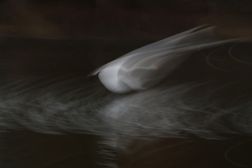 白鳥2026  １２　失敗なんだけどなぜか好きなのでアップしてみた^^;