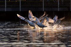 白鳥2025シーズン１　やっと^^;