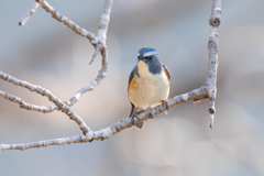 青い鳥