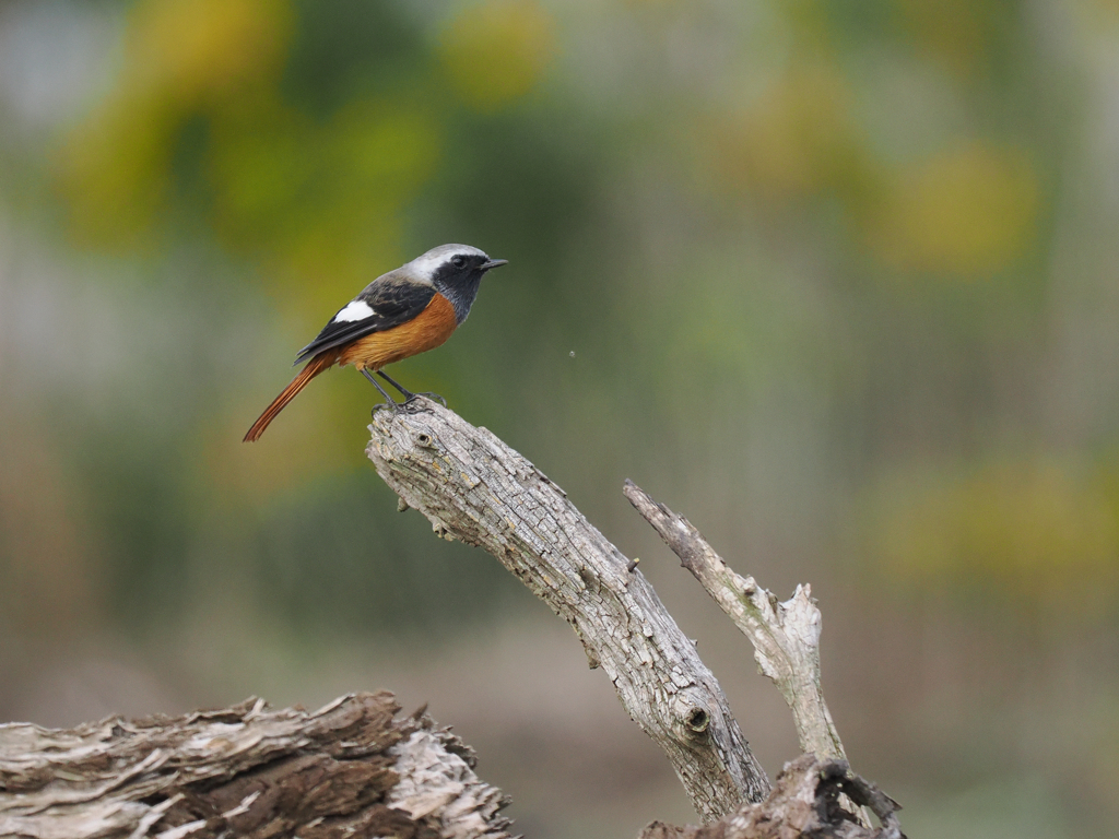 今シーズンもやって来たジョウビタキくん
