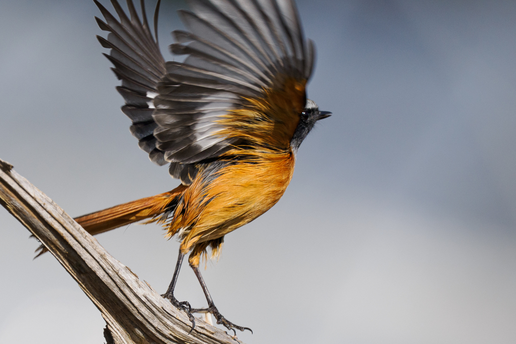 ジョウビタキくん