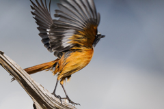 ジョウビタキくん