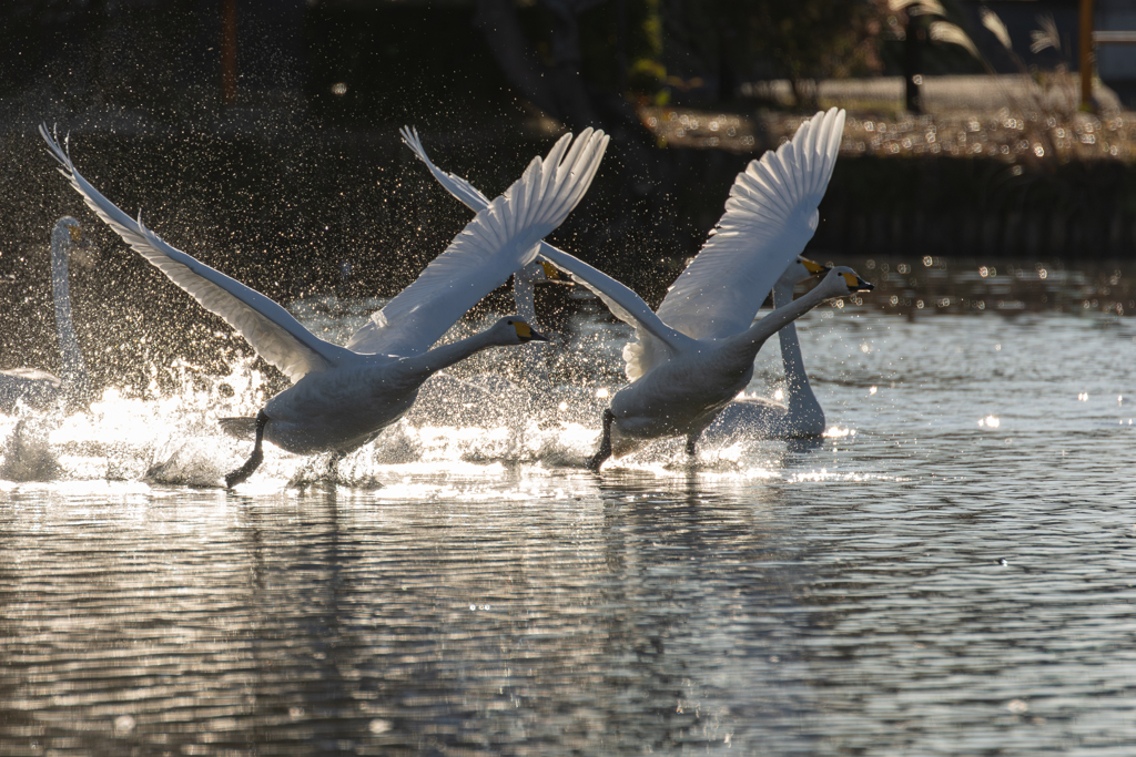 白鳥2025シーズン４５