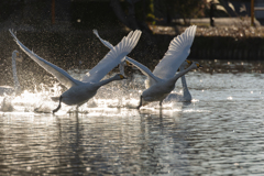 白鳥2025シーズン４５