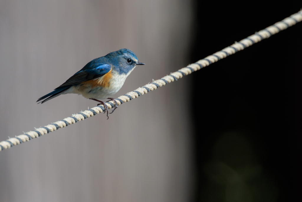 青い鳥