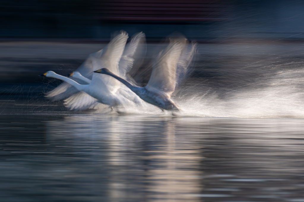 白鳥2025シーズン６０