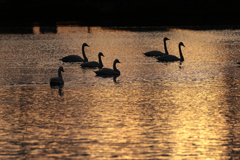 白鳥2025シーズン１２