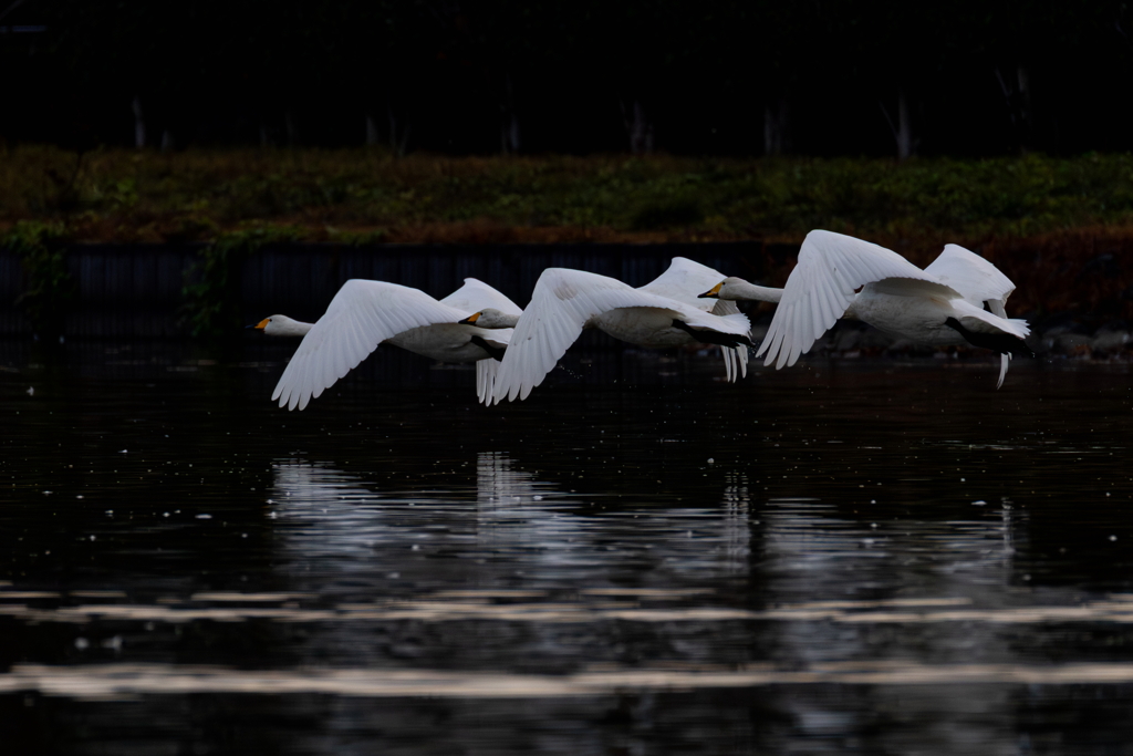 白鳥2025シーズン２０
