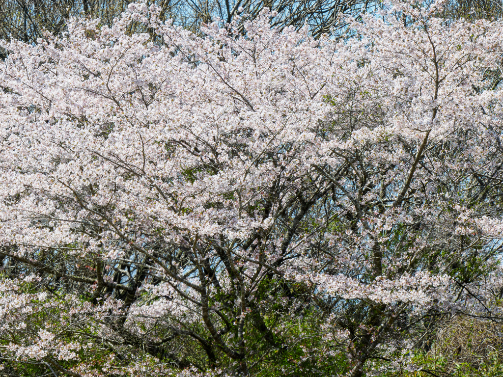 名も無い桜　十一