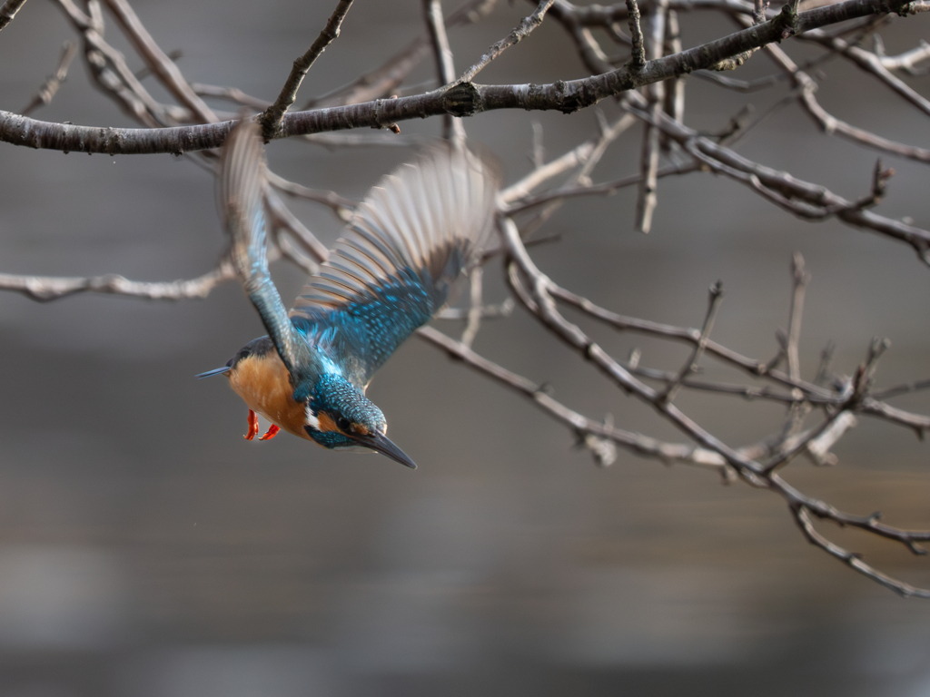 青い鳥